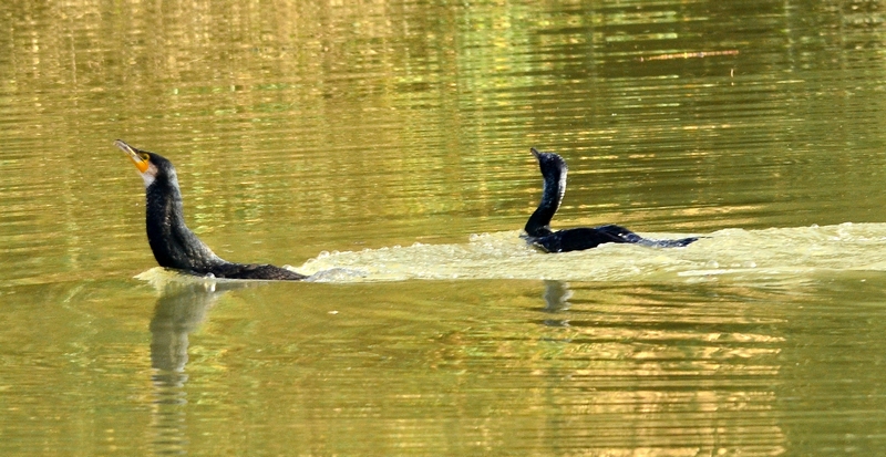 una buona pesca